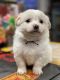 Maltese Puppies for sale in Middletown, CT 06457, USA. price: NA