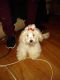 Maltese Puppies for sale in 3605 Tree Corners Pkwy, Norcross, GA 30092, USA. price: NA