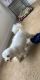 Maltese Puppies for sale in Locust, NC, USA. price: NA