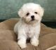 Maltese Puppies for sale in Port Reading Ave, Woodbridge Township, NJ, USA. price: NA