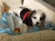 Maltese Puppies for sale in 56 Grapevine Rd, Oak View, CA 93022, USA. price: $550