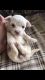 Maltese Puppies for sale in Lake Ariel, PA 18436, USA. price: NA