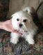 Maltese Puppies for sale in Sylva, NC 28779, USA. price: $1,500