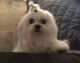 Maltese Puppies for sale in Nampa, ID, USA. price: $1,500