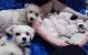 Maltese Puppies for sale in Covington, WA 98042, USA. price: NA