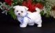 Maltese Puppies for sale in Jacksonville, FL, USA. price: $650