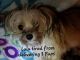 Maltese Puppies for sale in Schenectady, NY, USA. price: NA