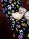 Maltese Puppies for sale in Wilkesboro, NC, USA. price: NA