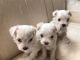 Maltese Puppies for sale in Aurora, CO 80016, USA. price: NA