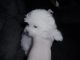 Maltese Puppies for sale in Chattaroy, WA 99003, USA. price: NA