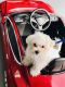 Maltese Puppies for sale in 1180 Rickover Ln, Foster City, CA 94404, USA. price: NA