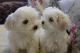 Maltese Puppies for sale in Seattle, WA, USA. price: $550