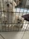 Maltese Puppies for sale in North Bergen, NJ, USA. price: NA