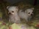 Maltese Puppies for sale in Oak City, NC 27857, USA. price: NA