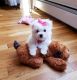 Maltese Puppies for sale in Morris Plains, NJ 07950, USA. price: NA