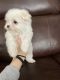 Maltese Puppies for sale in Dracut, MA 01826, USA. price: $1,800
