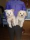 Maltese Puppies for sale in Farmington, UT, USA. price: NA