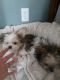 Maltese Puppies for sale in Streamwood, IL, USA. price: $2,500