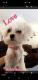 Maltese Puppies for sale in Inver Grove Heights, MN, USA. price: $1,000