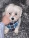 Maltese Puppies for sale in Philadelphia, PA, USA. price: $850