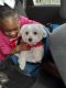 Maltese Puppies for sale in Allen, TX, USA. price: NA
