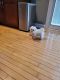 Maltese Puppies for sale in West Chester Township, OH, USA. price: $950
