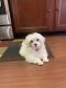 Maltese Puppies for sale in Indianapolis, IN, USA. price: $1,200