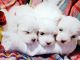 Maltese Puppies for sale in Cutler Bay, FL, USA. price: $800