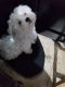 Maltese Puppies for sale in Longview, TX 75605, USA. price: $1,000