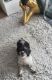 Maltese Puppies for sale in Brooklyn, NY, USA. price: NA