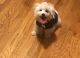 Maltese Puppies for sale in 2291 NW 77th Ave, Plantation, FL 33322, USA. price: $900