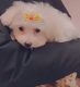 Maltese Puppies for sale in Brooklyn, NY, USA. price: $800