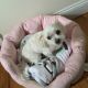 Maltese Puppies for sale in Jamaica, NY 11434, USA. price: $2,000