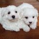 Maltese Puppies for sale in Lewiston Ct, Commerce City, CO 80022, USA. price: NA