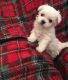 Maltese Puppies for sale in Boston, MA 02125, USA. price: $600