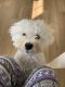 Maltese Puppies for sale in Brick Township, NJ, USA. price: $750