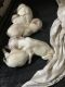 Maltese Puppies for sale in Woodbridge, VA 22191, USA. price: NA