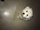 Maltese Puppies for sale in East Point, GA, USA. price: NA