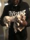 Maltese Puppies for sale in Conyers, GA, USA. price: NA