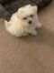 Maltese Puppies for sale in Hatfield, PA 19440, USA. price: NA