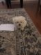 Maltese Puppies for sale in Bethpage, NY, USA. price: NA