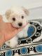 Maltese Puppies for sale in Woodland Hills, CA 91367, USA. price: NA