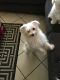 Maltese Puppies for sale in 1159 Cypress St, Orlando, FL 32805, USA. price: NA