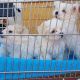 Maltese Puppies for sale in Texas St, San Francisco, CA 94107, USA. price: NA