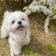 Maltese Puppies for sale in The Bronx, NY, USA. price: $950