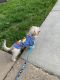Maltese Puppies for sale in Randallstown, MD, USA. price: $500