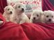 Maltese Puppies for sale in Oakland, CA, USA. price: NA