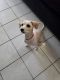 Maltese Puppies for sale in 114 E 84th Pl, Los Angeles, CA 90003, USA. price: NA