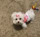 Maltese Puppies for sale in 7363 NW 47th Pl, Lauderhill, FL 33319, USA. price: NA