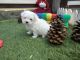 Maltese Puppies for sale in Bakersfield, CA, USA. price: NA